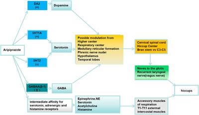 Persistent hiccups due to aripiprazole: a case report and review of the literature